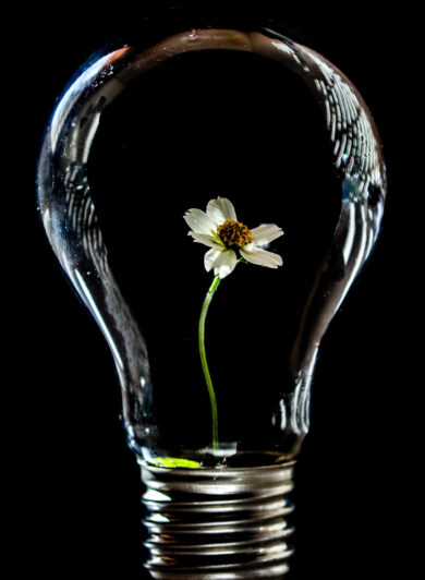 flower growing inside light bulb